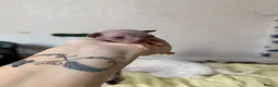 Sphynx cats for sale: 💎 Sphynx Kittens 2 Boys & 1 Girl Available 💎 - Advert 27