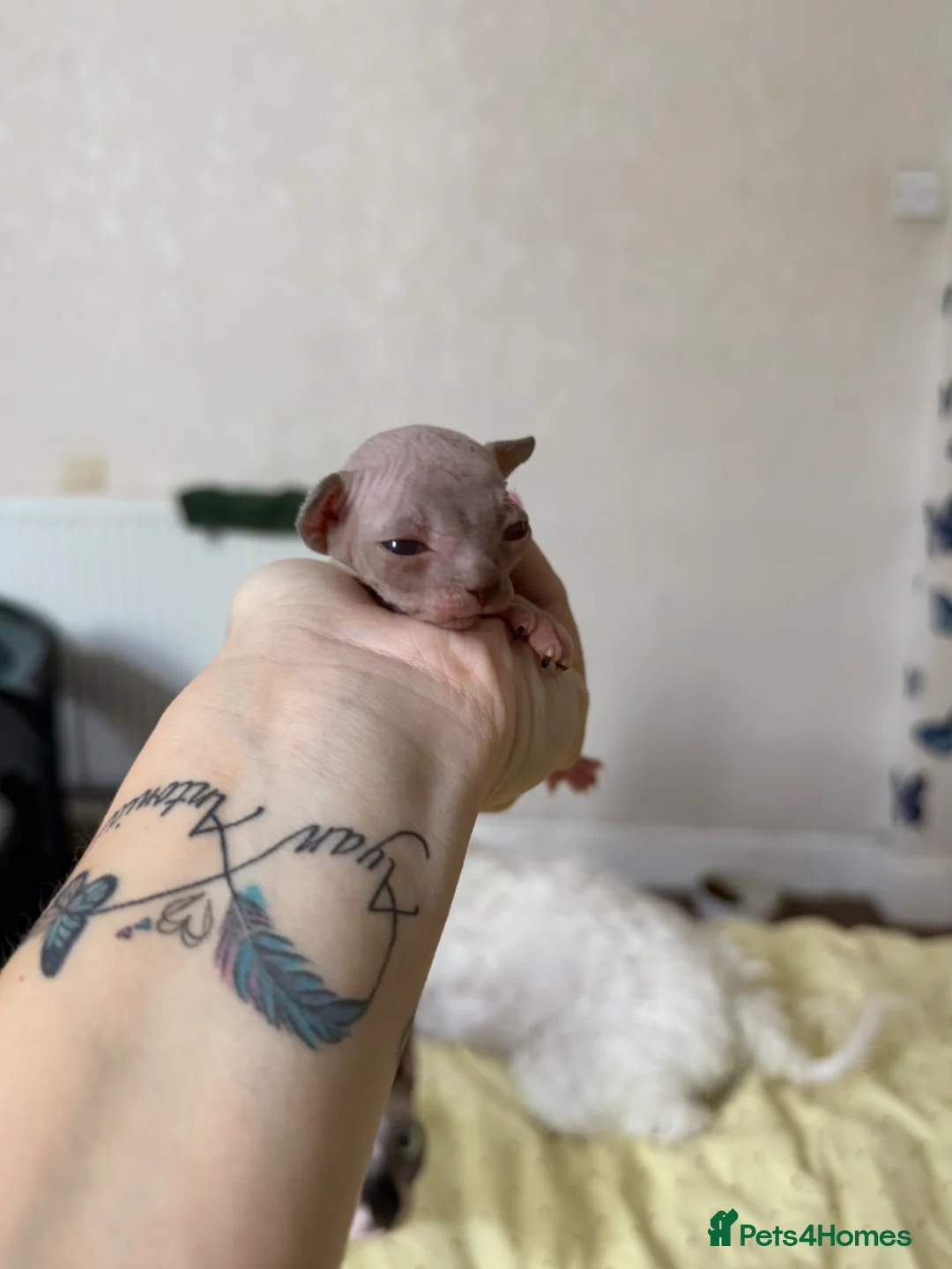 Sphynx cats for sale: 💎 Sphynx Kittens 2 Boys & 1 Girl Available 💎 - Advert 27