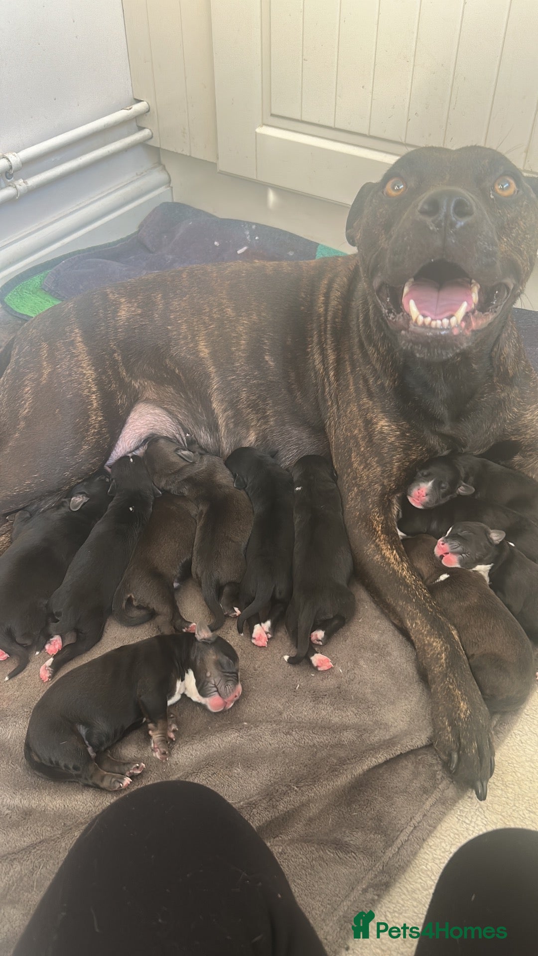 Mixed Breed dogs Staff/Cocker Pups - Advert 7