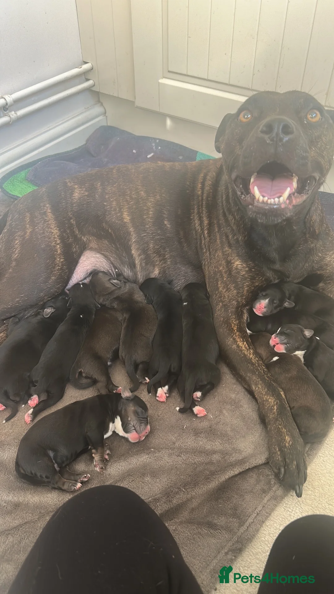 Mixed Breed dogs for sale: Staff/Cocker Pups in Cranbrook - Advert 1