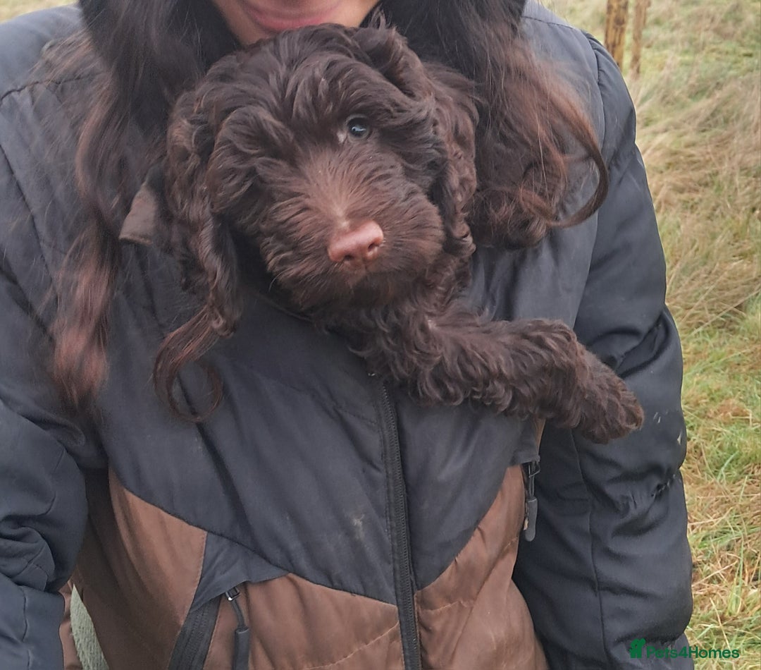 Cockapoo dogs for sale: Toy F1 Cockerpoo last chocolate boy  - Advert 3