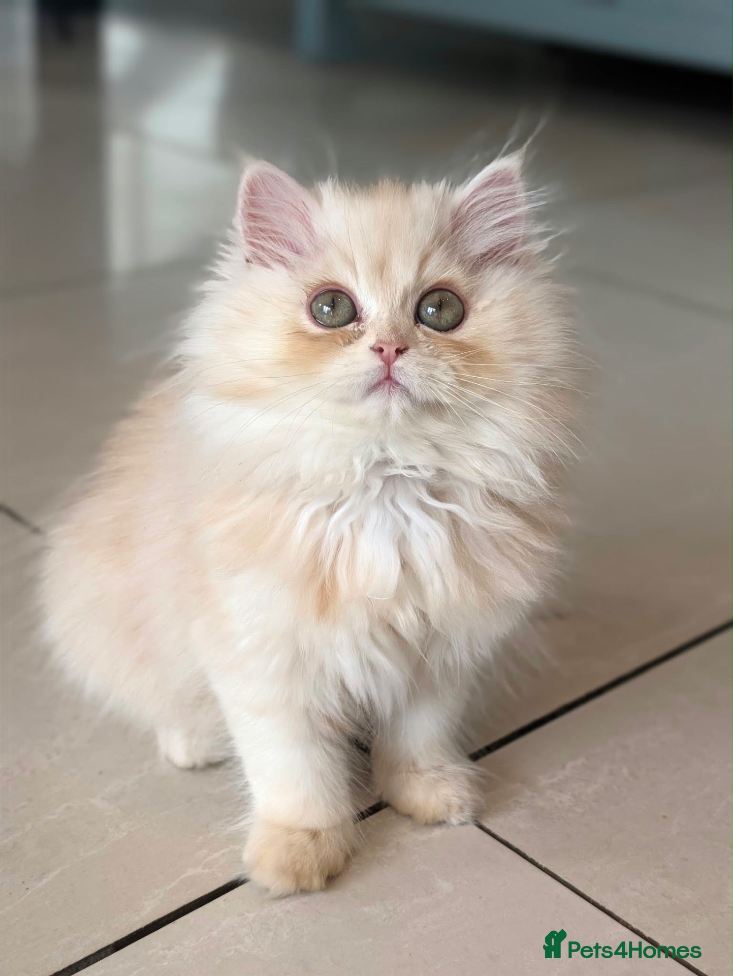 Persian cats *Last One* “Pebble” Beautiful Pure Persian Kittens - Advert 15