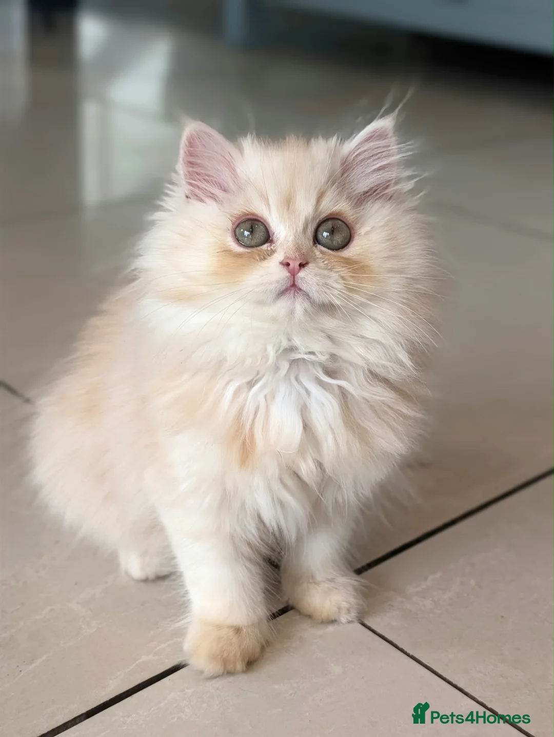 Persian cats for sale: *Last One* “Pebble” Beautiful Pure Persian Kittens - Advert 1