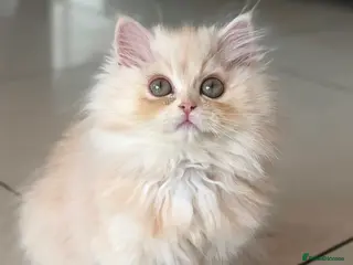 Persian cats *Last One* “Pebble” Beautiful Pure Persian Kittens - Advert 10