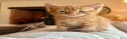 Mixed Breed cats for sale: Beautiful Ginger Kittens  - Advert 12