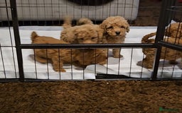 Maltipoo dogs for sale: F1b maltipoo puppies - Image 9