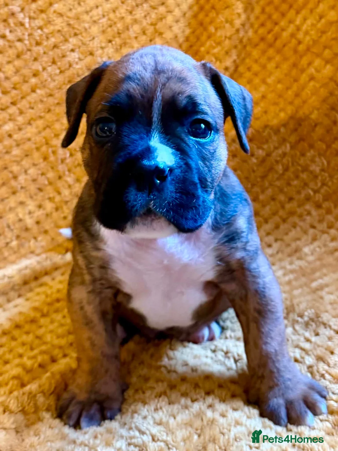 Mixed Breed dogs for sale: Boxer x old tyme bulldog  in Callington - Advert 1