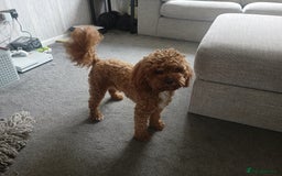 Cavapoo dogs for stud: Bertie the proven cavapoo stud  - Image 4
