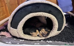 Mixed Breed dogs for sale: 5 Jack Russell x miniature dashound puppies £800 - Image 31