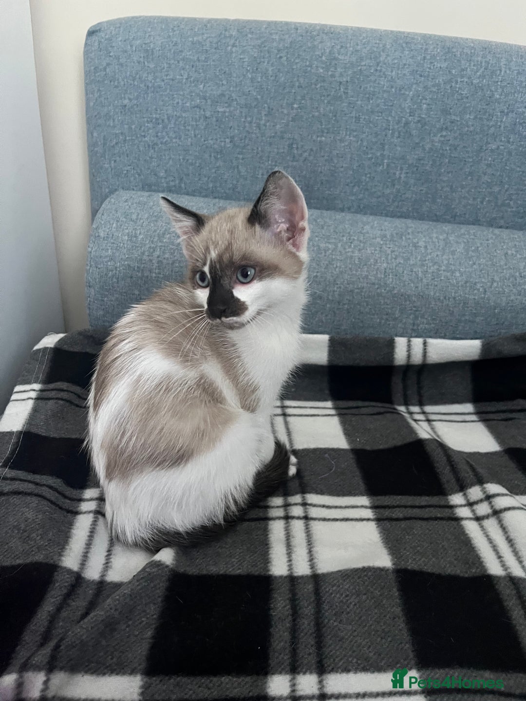Mixed Breed cats for sale: Bengal x British long hair kittens  - Image 10