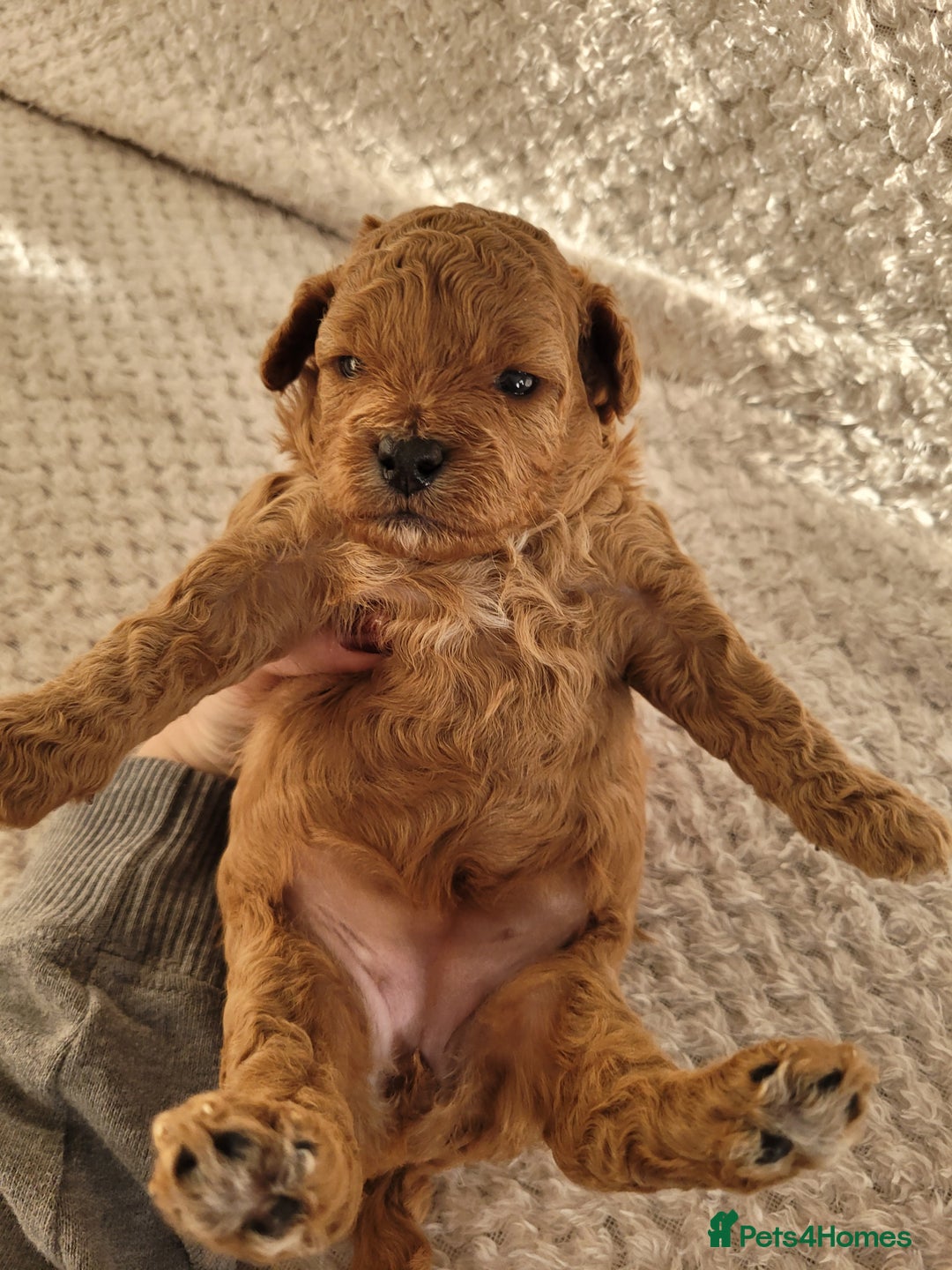 Cavapoo dogs for sale: Adorable mini Cavapoo puppies F1bb - Advert 13