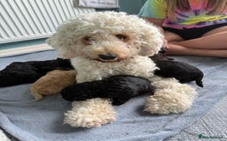 Cockapoo dogs for sale: Cockapoo Hypoallergenic F2B Pups - Full jabs - Image 14