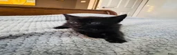 Mixed Breed cats for sale: Beautiful kittens  - Advert 6