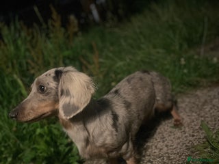 Miniature Dachshund dogs 2 miniature long hair dachshunds - Advert 1