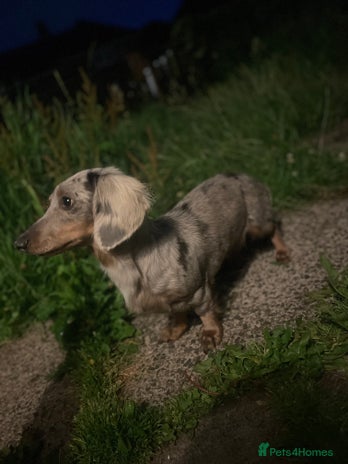 Miniature Dachshund dogs 2 miniature long hair dachshunds - Advert 1