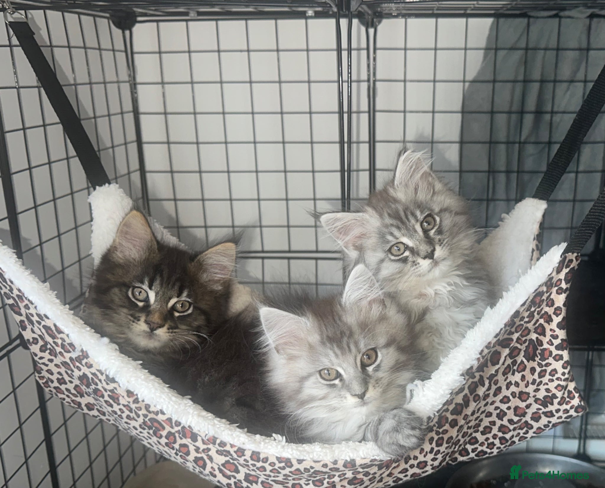 Maine Coon cats 2 Left TICA MAINE COON KITTENS ACTIVE AVAILABLE  - Advert 14