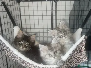 Maine Coon cats 2 Left TICA MAINE COON KITTENS ACTIVE AVAILABLE - Advert 14