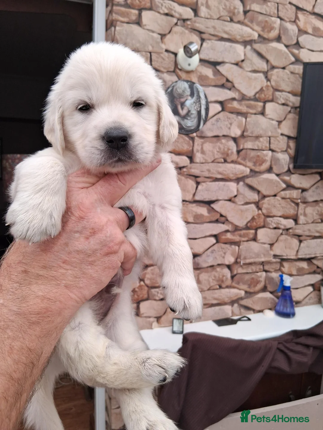 Golden Retriever dogs for sale: OUR BEAUTIFUL LITTLE GOLDEN GIRL  in Barnsley - Advert 1