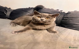 British Shorthair cats for sale: Beautiful Grey Male Cat – Ready for a New Home - Image 2