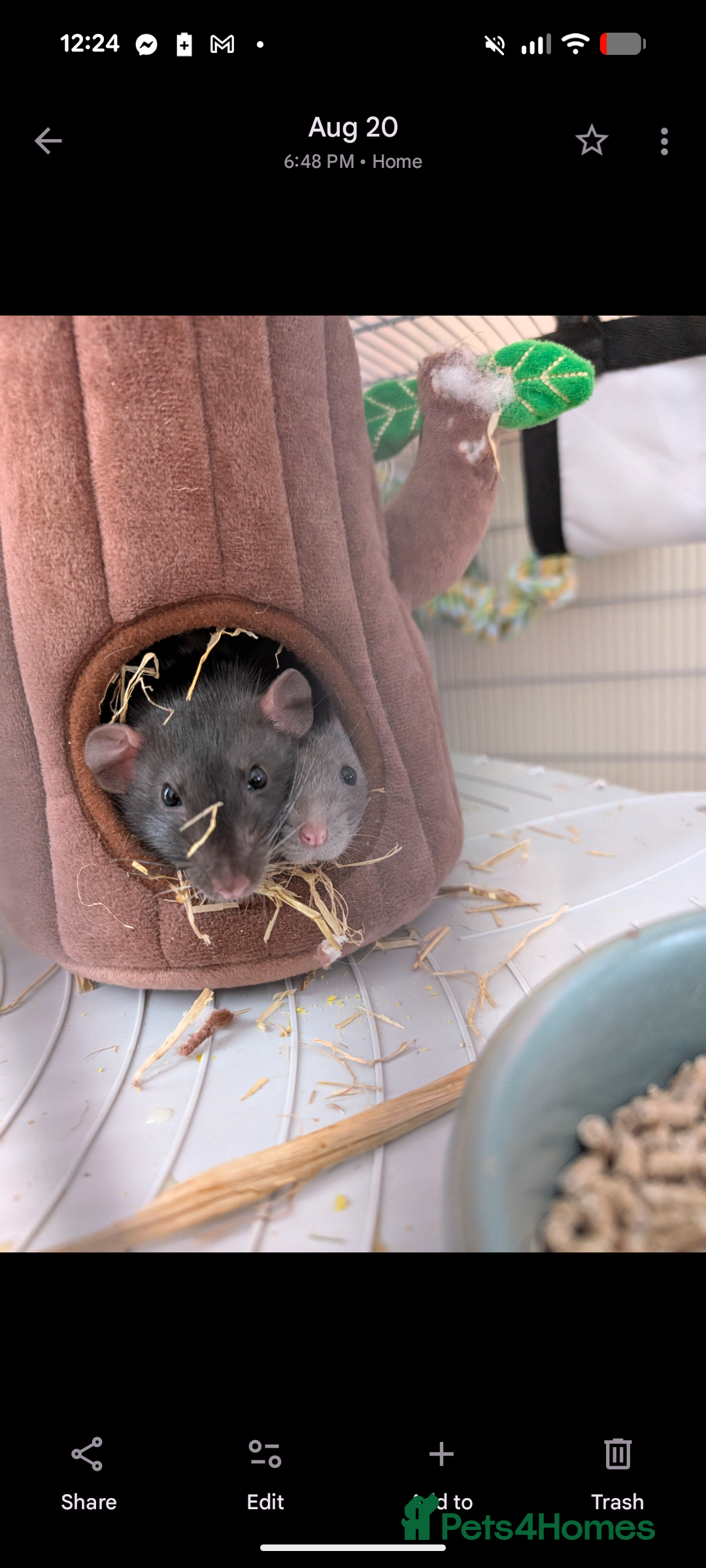 Rat rodents for sale: 2 female rats (4 month old) full cage setup  - Image 6