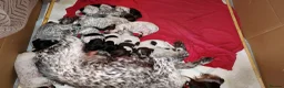 Mixed Breed dogs for sale: GSP x GWP puppies in Shefford - Advert 12