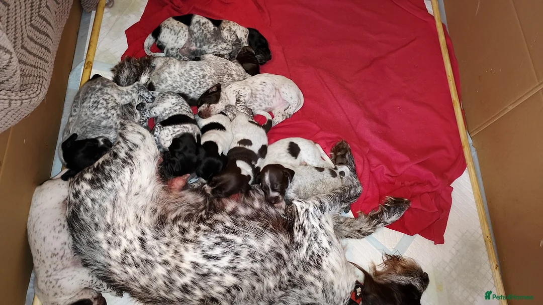 Mixed Breed dogs for sale: GSP x GWP puppies in Shefford - Advert 12