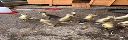Ducks poultry for sale: Indian runner ducks for sale  in Liss - Advert 3