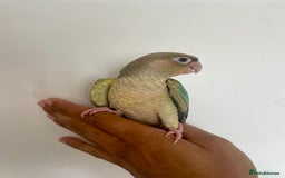 Conures birds for sale: 100% SILLY TAME HAND REARED CONURES - Image 6