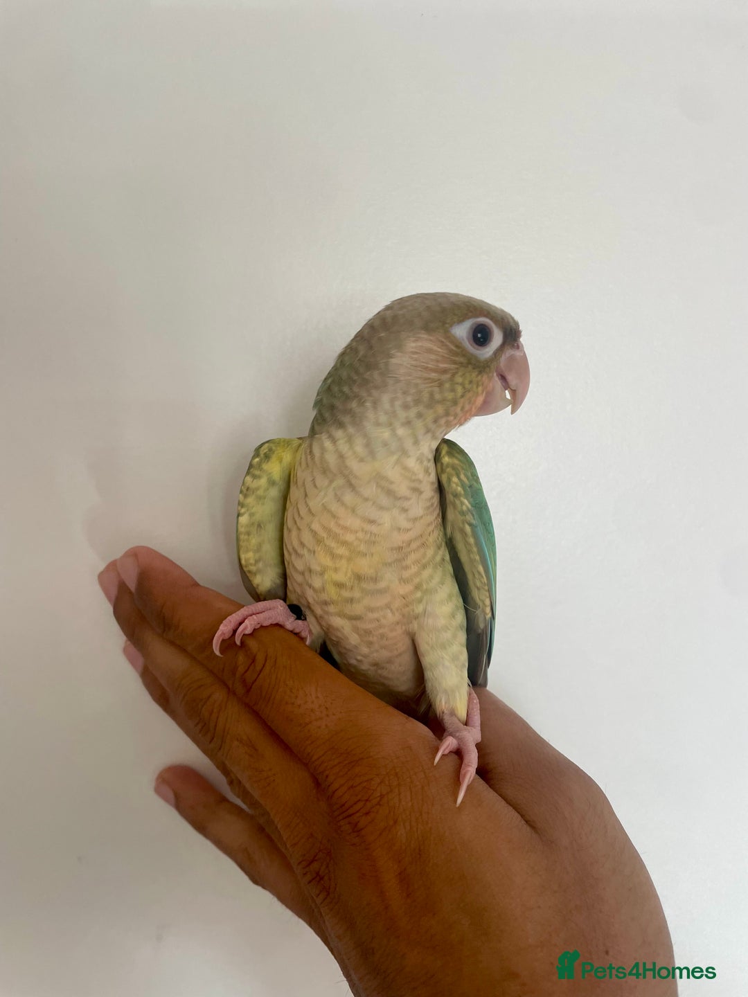 Conures birds for sale: 100% SILLY TAME HAND REARED CONURES - Image 6