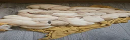 Labrador Retriever dogs for sale: Labrador Puppies  - Advert 13