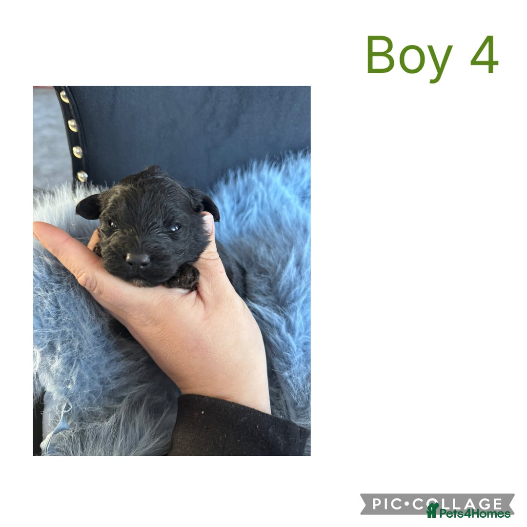 Sheepadoodle dogs for sale: Micro mini Sheepadoodles  - Advert 6