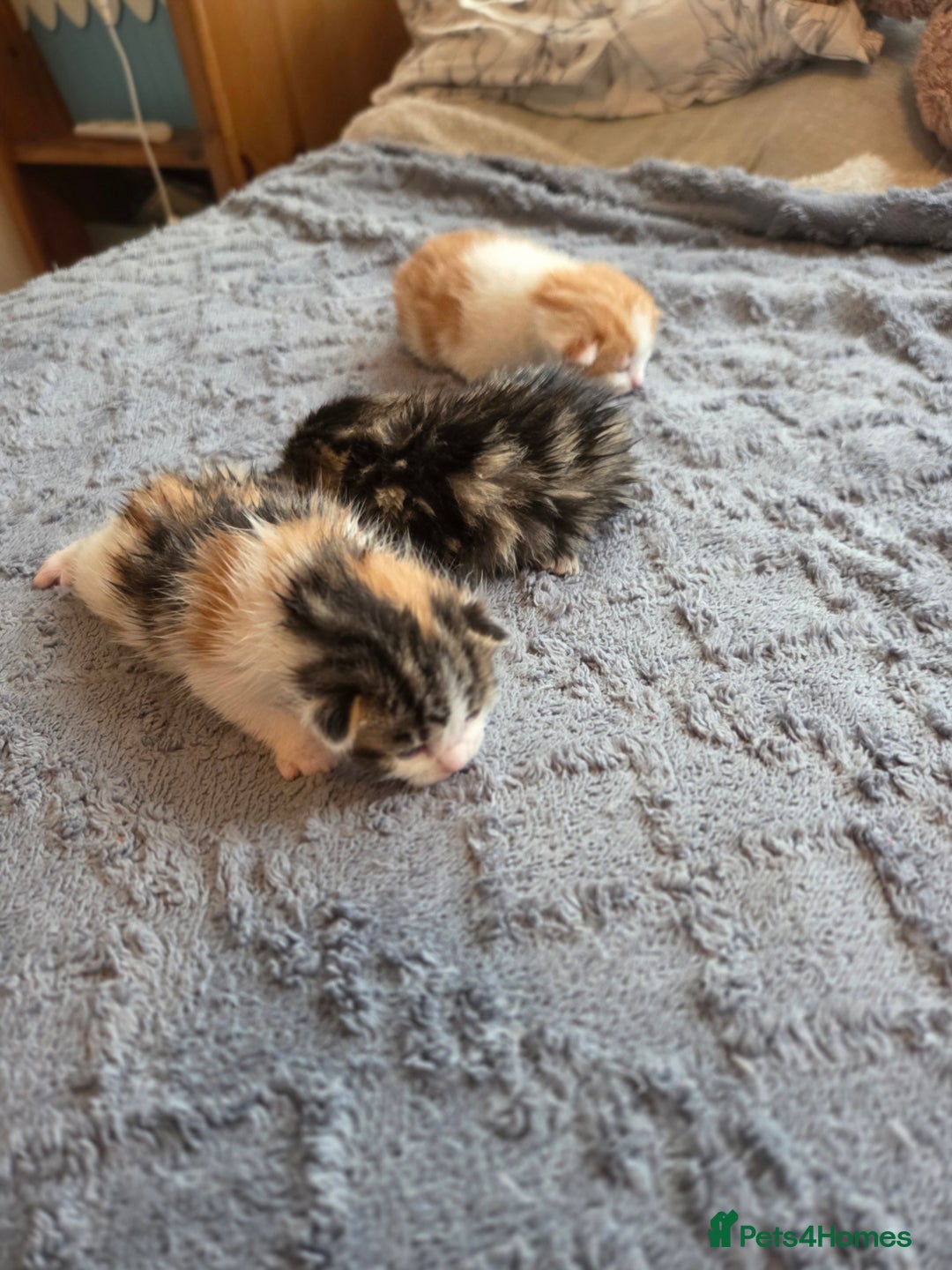 Scottish Fold cats for sale: Beautiful Scottish Folds - Image 1