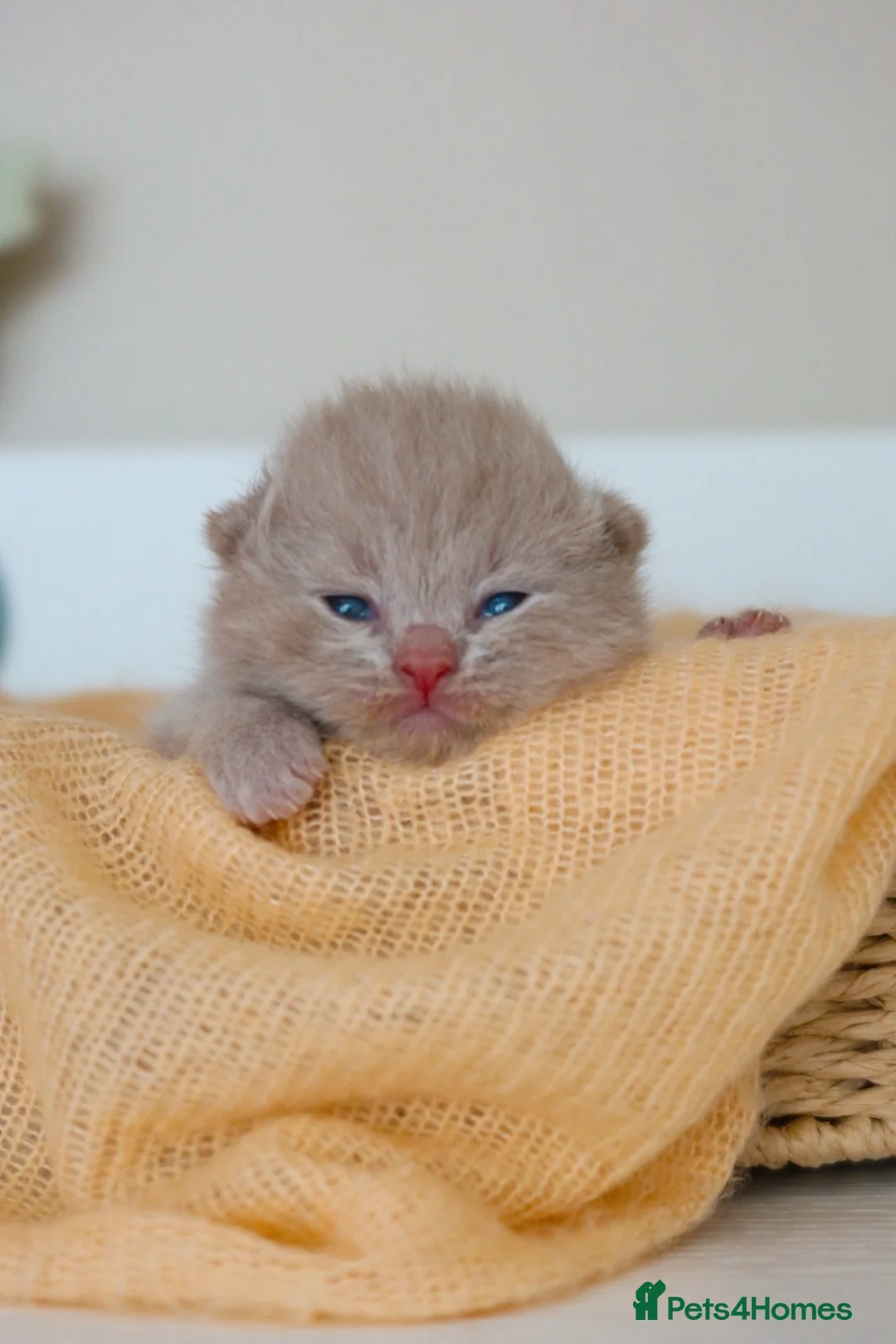 British Shorthair cats for sale: British Shorthair / Longhair Kitten Reg & Licensed - Advert 7