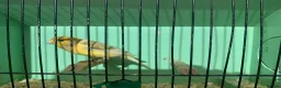 Canaries birds for sale: Male Canaries - Advert 4