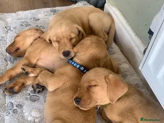 Labrador Retriever dogs KC Labrador puppies 🐾 - Advert 2