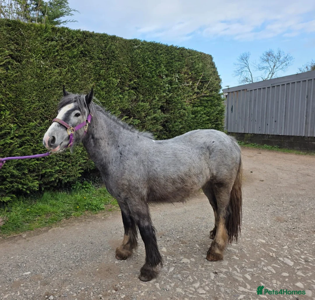 Irish Cob horses for sale: Willow - Advert 2