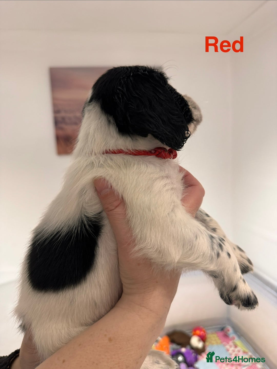 English Springer Spaniel dogs for sale: English Springer Spaniel Pups.  - Advert 21