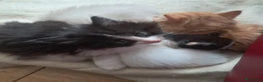 Ragdoll 4