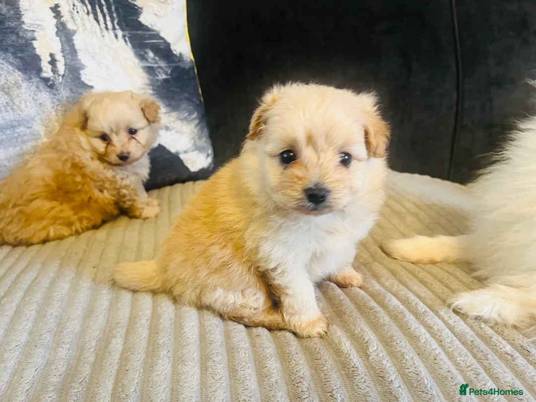 Pomapoo dogs for sale: Stunning pomapoo puppys  - Advert 6