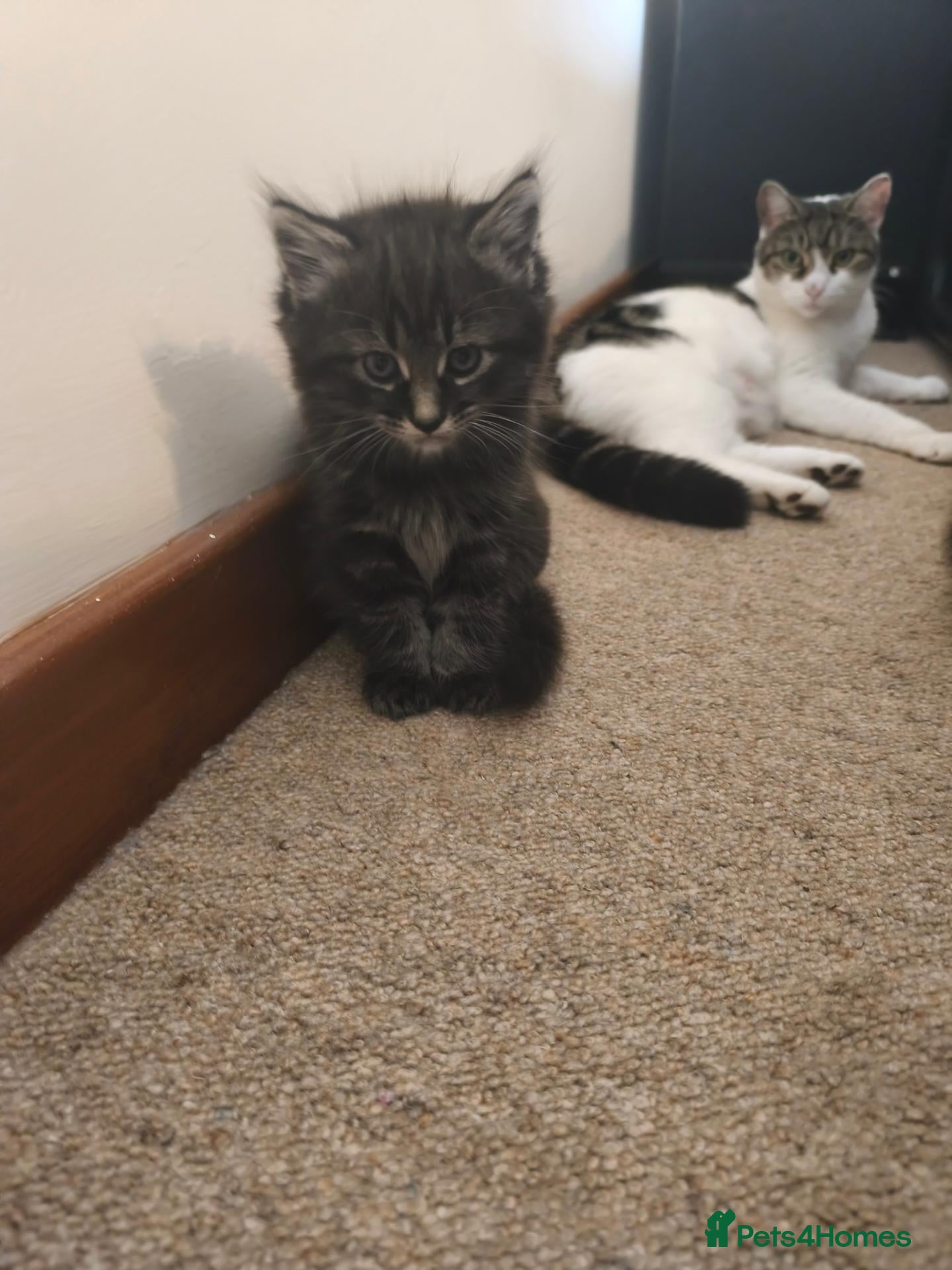 Mixed Breed cats The boys are ready to love their new parents. - Advert 8