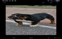 English Bulldog dogs for stud: KC BRITISH BULLDOG FOR STUD in Basildon - Image 3