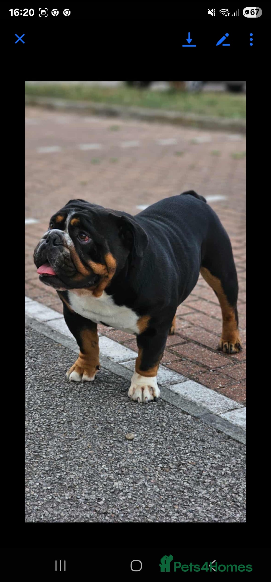 English Bulldog dogs for stud: KC BRITISH BULLDOG FOR STUD in Basildon - Image 3