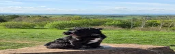 Miniature Schnauzer dogs for stud: Miniature Schnauzer Stud – KC Registered – Spirit in Sutton-in-Ashfield - Advert 2