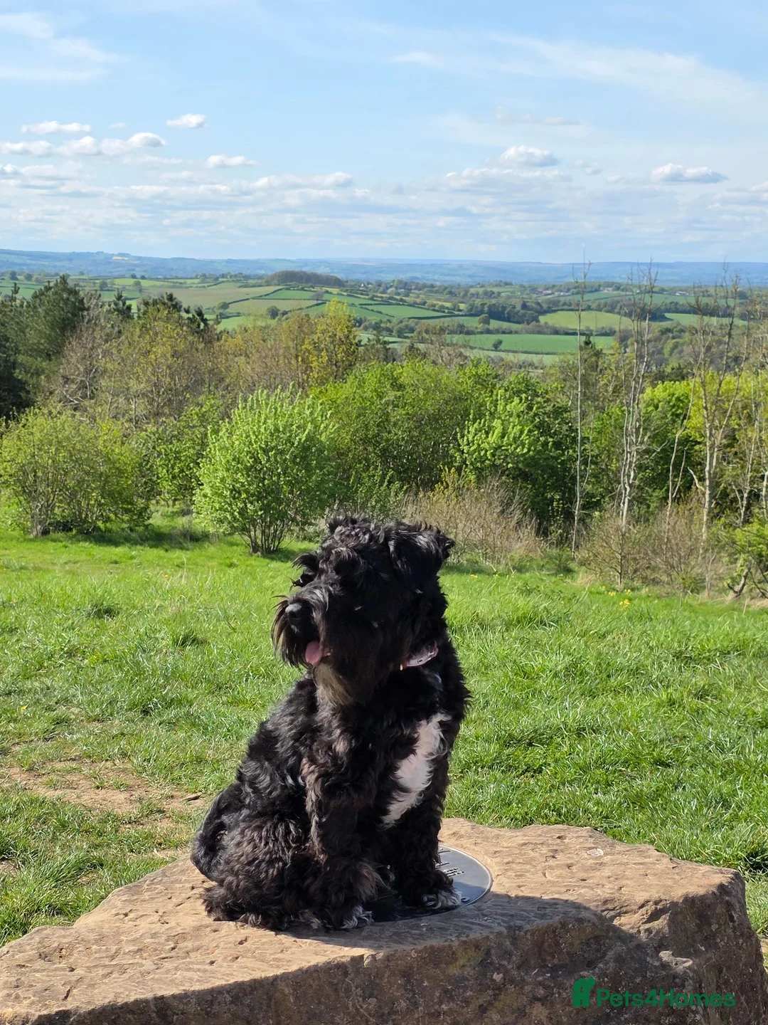 Miniature Schnauzer dogs for stud: Miniature Schnauzer Stud – KC Registered – Spirit in Sutton-in-Ashfield - Advert 2