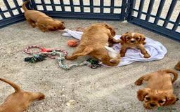 Cockalier dogs for sale: Gorgeous Cockalier Puppies… - Image 18