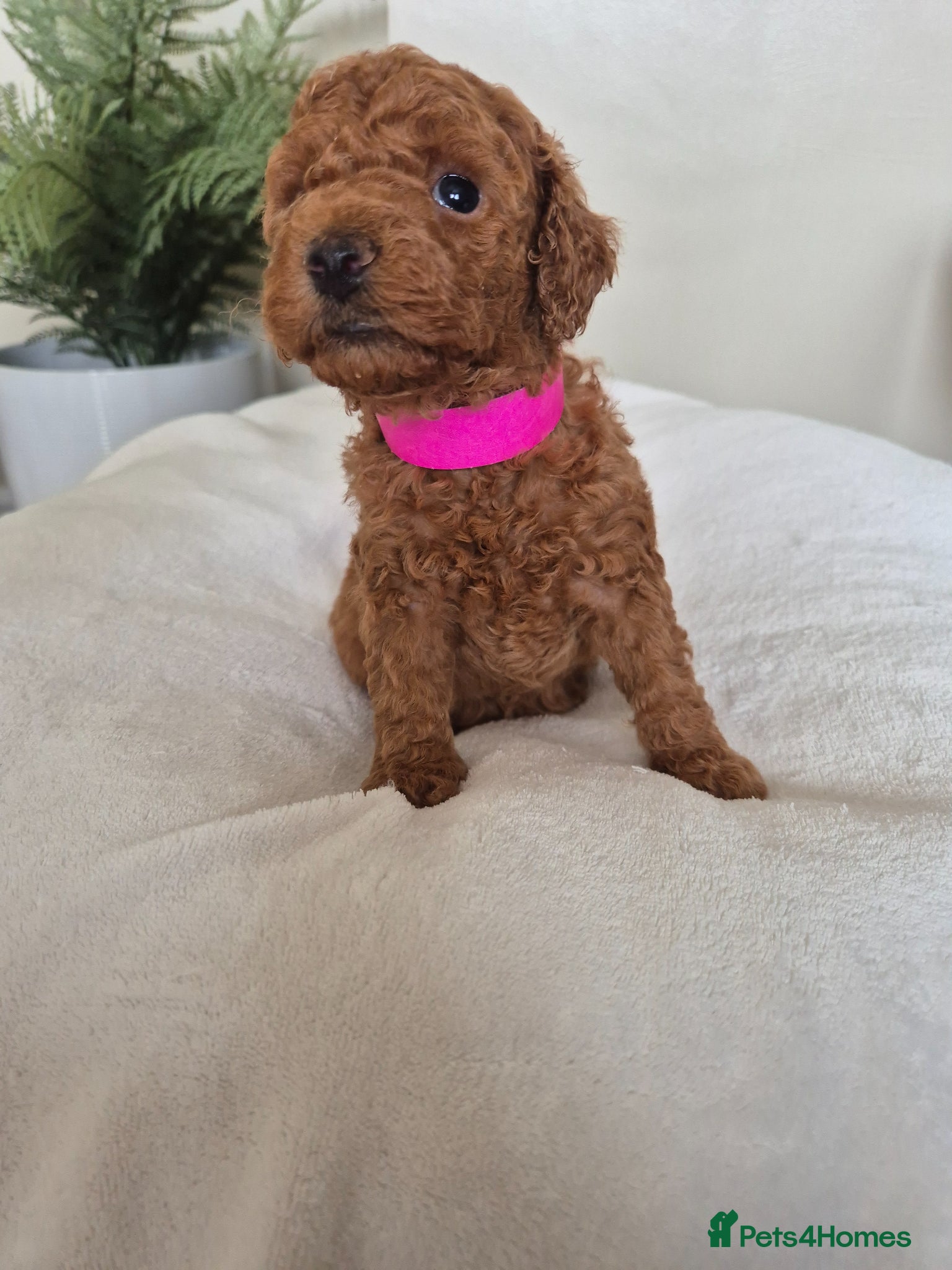 Toy Poodle dogs Kc regd Toy Poodles  - Advert 1