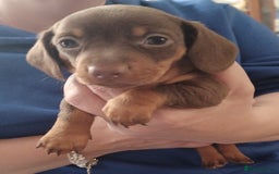 Miniature Dachshund dogs for sale: Chocolate Tan boy left - Image 1