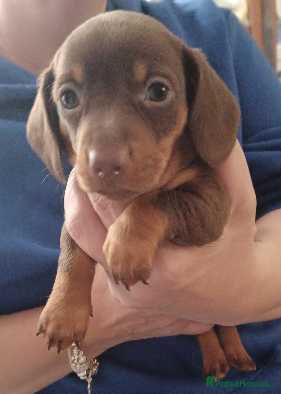 Miniature Dachshund dogs for sale: Chocolate Tan boy left - Image 1