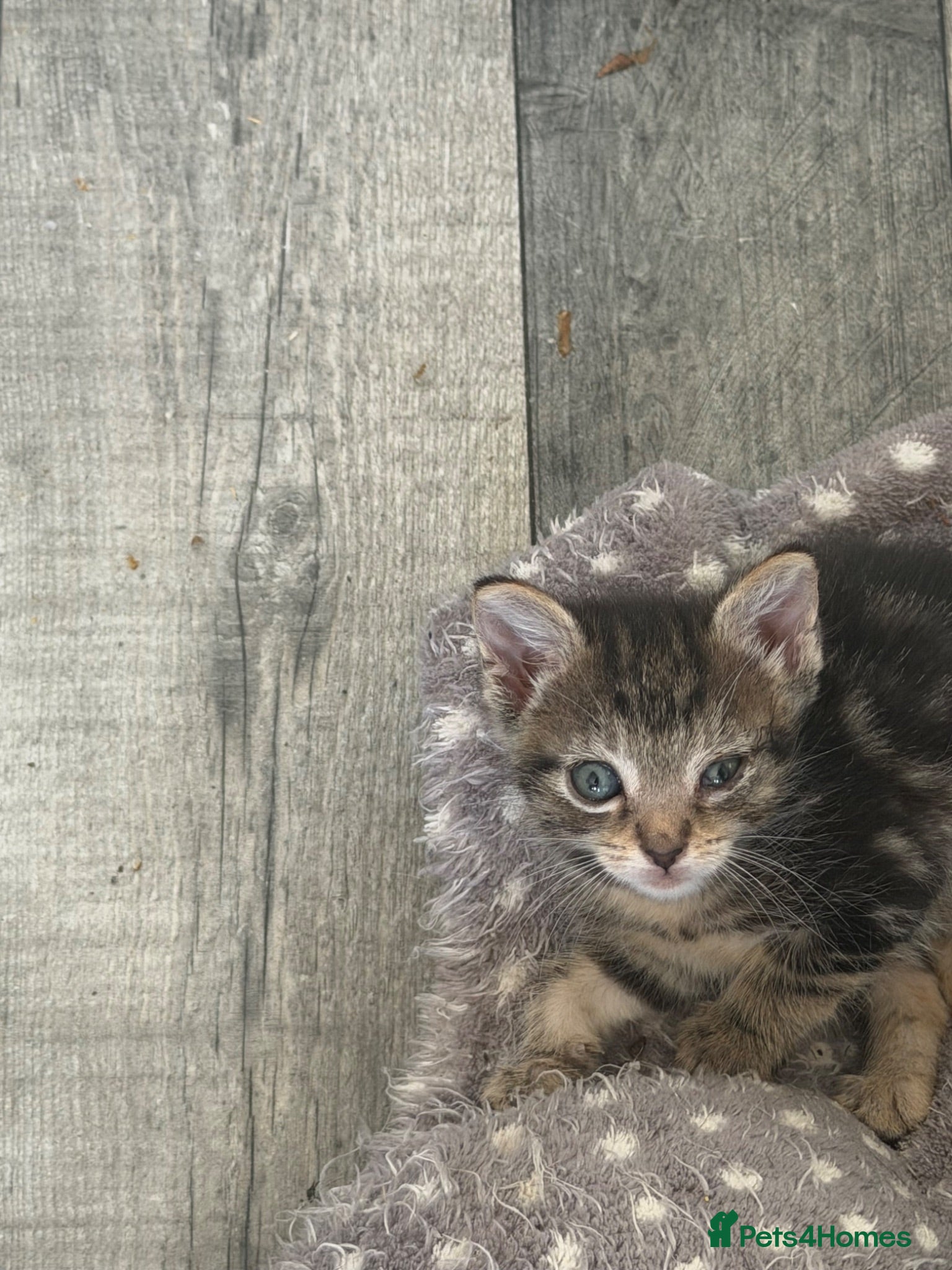 Mixed Breed cats 2 little kittens ready for their forever home - Advert 6