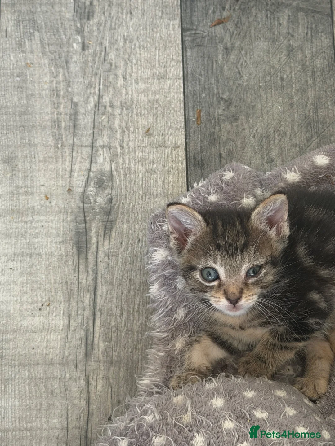 Mixed Breed cats for sale: 2 little kittens ready for their forever home - Advert 1